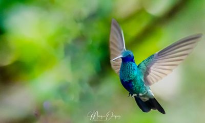 Colibri cyanote