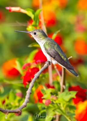 Colibri