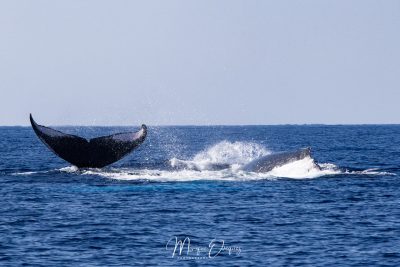Baleines à bosse