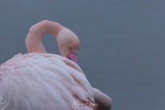 Flamants
