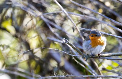 Rouge gorge