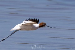 Avocette d'Australie