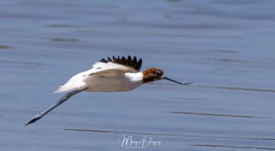 Avocette d'Australie