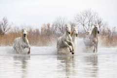 Chevaux au galop