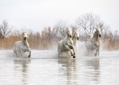 Chevaux au galop