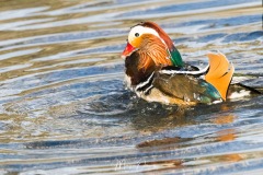 Canard mandarin