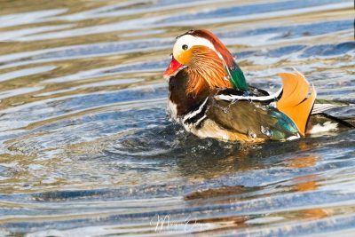 Canard mandarin