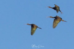 Ibis falcinelle