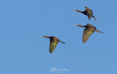 Ibis falcinelle