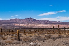 MG_2224