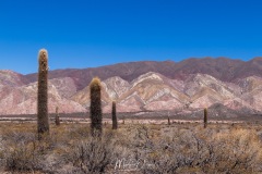 MG_2225