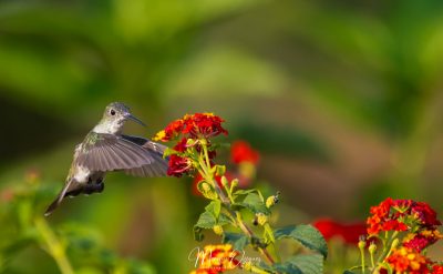 Colibri