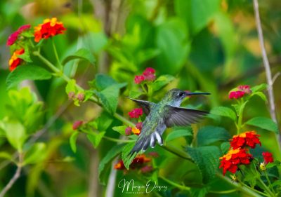 Colibri