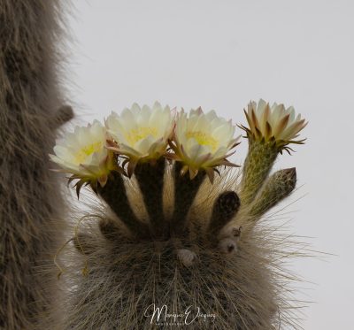 Fleur de cactus