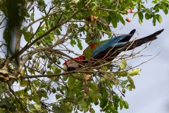 Ara chloroptère