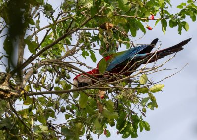Ara chloroptère