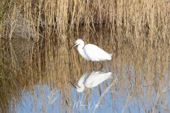Aigrette
