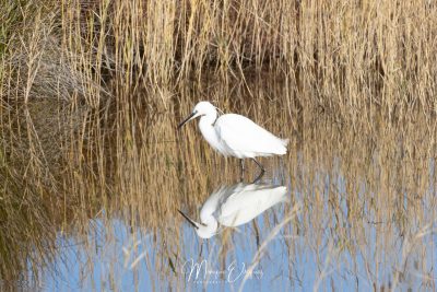 Aigrette