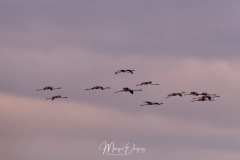 Flamants en vol