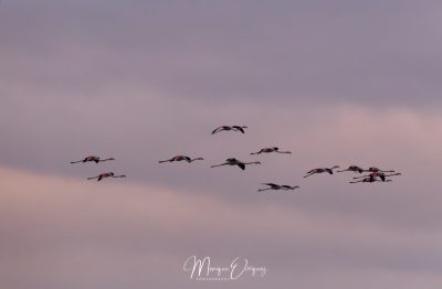 Flamants en vol