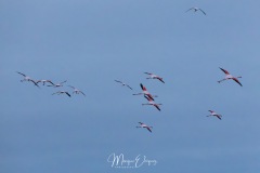 Flamants en vol
