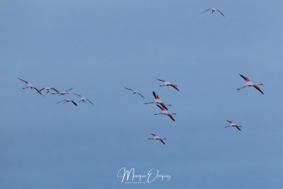 Flamants en vol