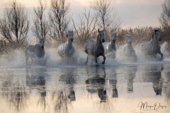 Chevaux