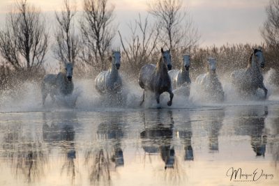 Chevaux