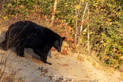 Ours noir