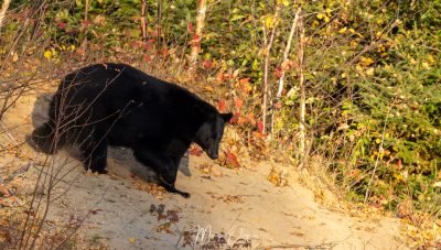 Ours noir