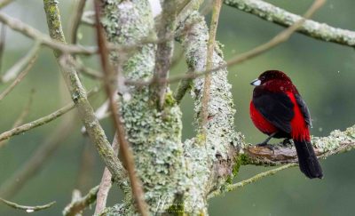 Tangara à dos rouge