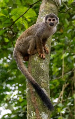 Singe écureuil