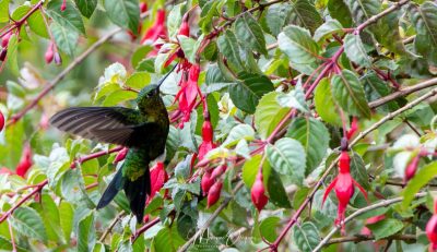 Colibri