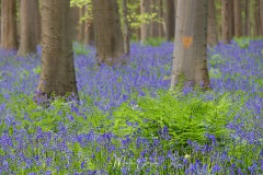Bois de Hal le matin