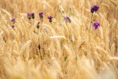Valensole