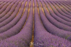 Valensole