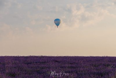 Montgolfière sur Valensole