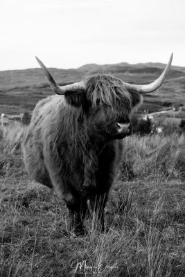 La vache !!