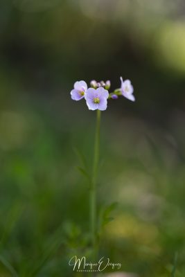 Cardamine des prés