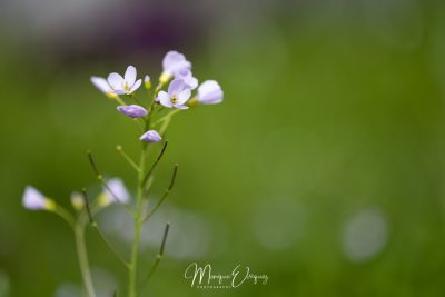 Cardamine des prés