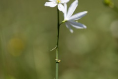 Phalangère à fleur de lis