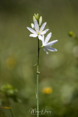 Phalangère à fleur de lis