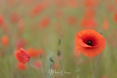Coquelicots