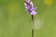 Orchidée - Dactylorhiza incarnata