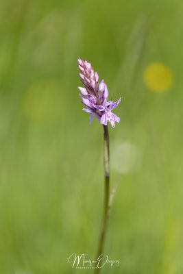 Orchidée - Dactylorhiza incarnata