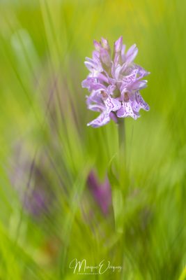 Orchidée - Dactylorhiza incarnata