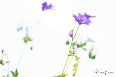 Aquarelle