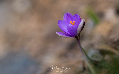 Crocus