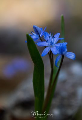 Scille à deux feuilles en fleurs
