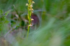 Orchidée homme pendu